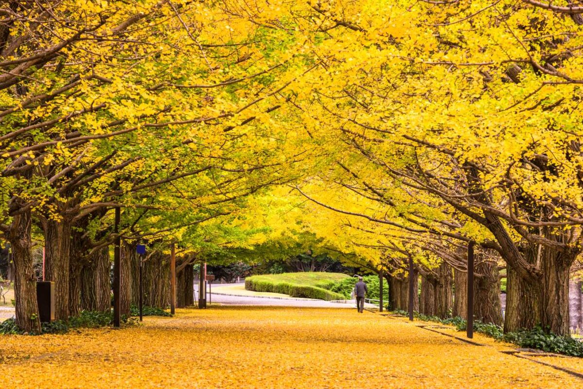 ginkgo biloba koki